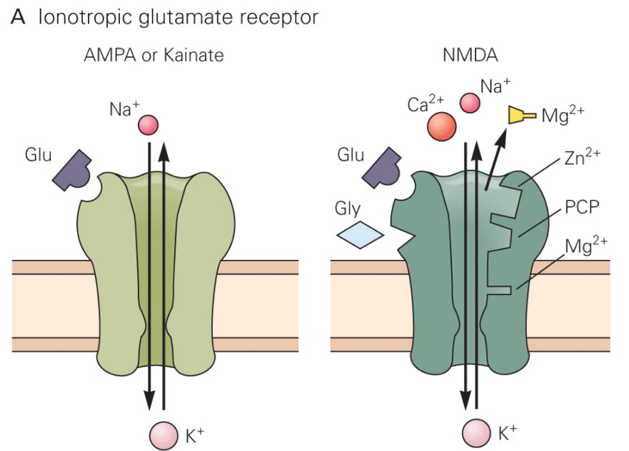 Glutamate - an overview