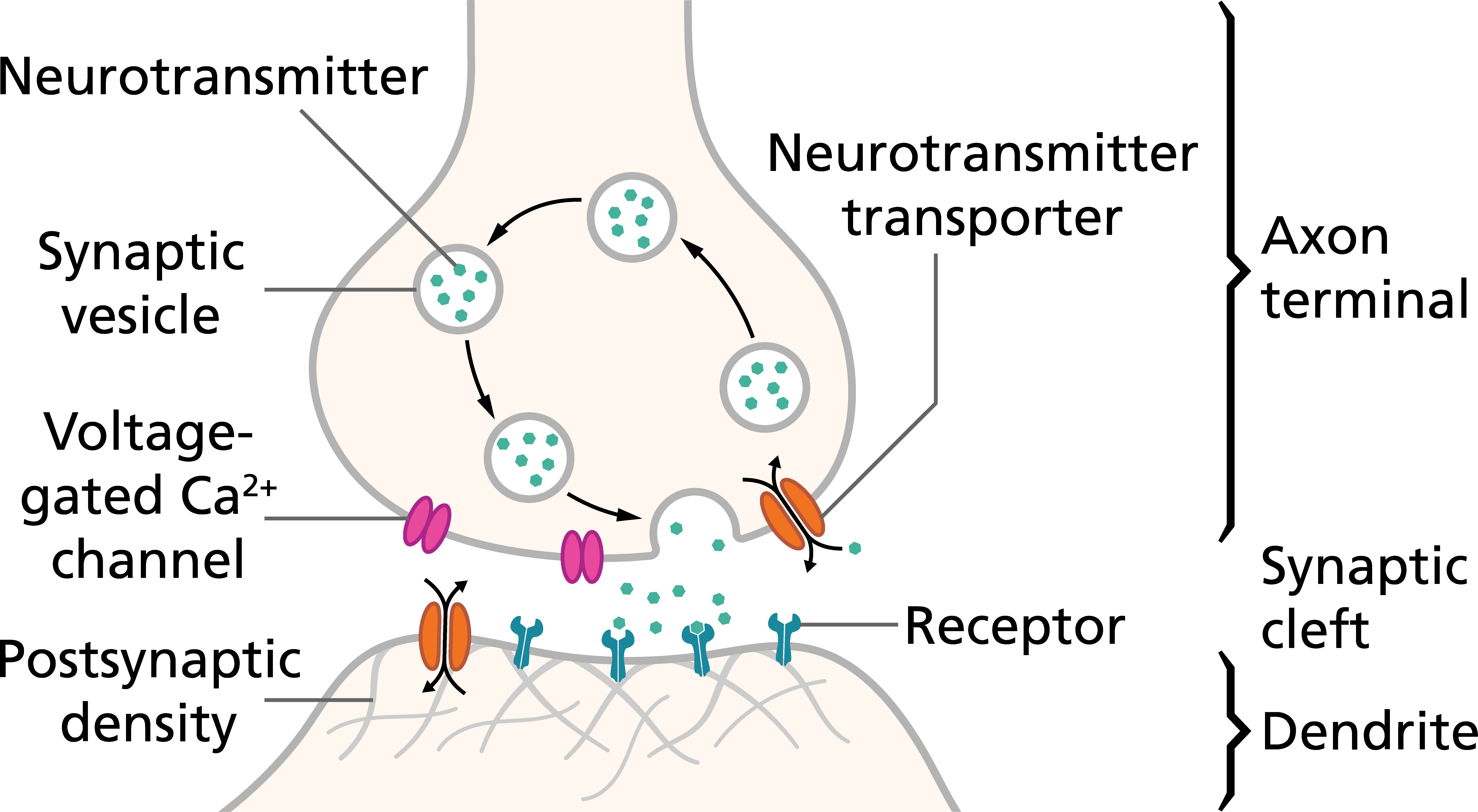 dendrite receptors