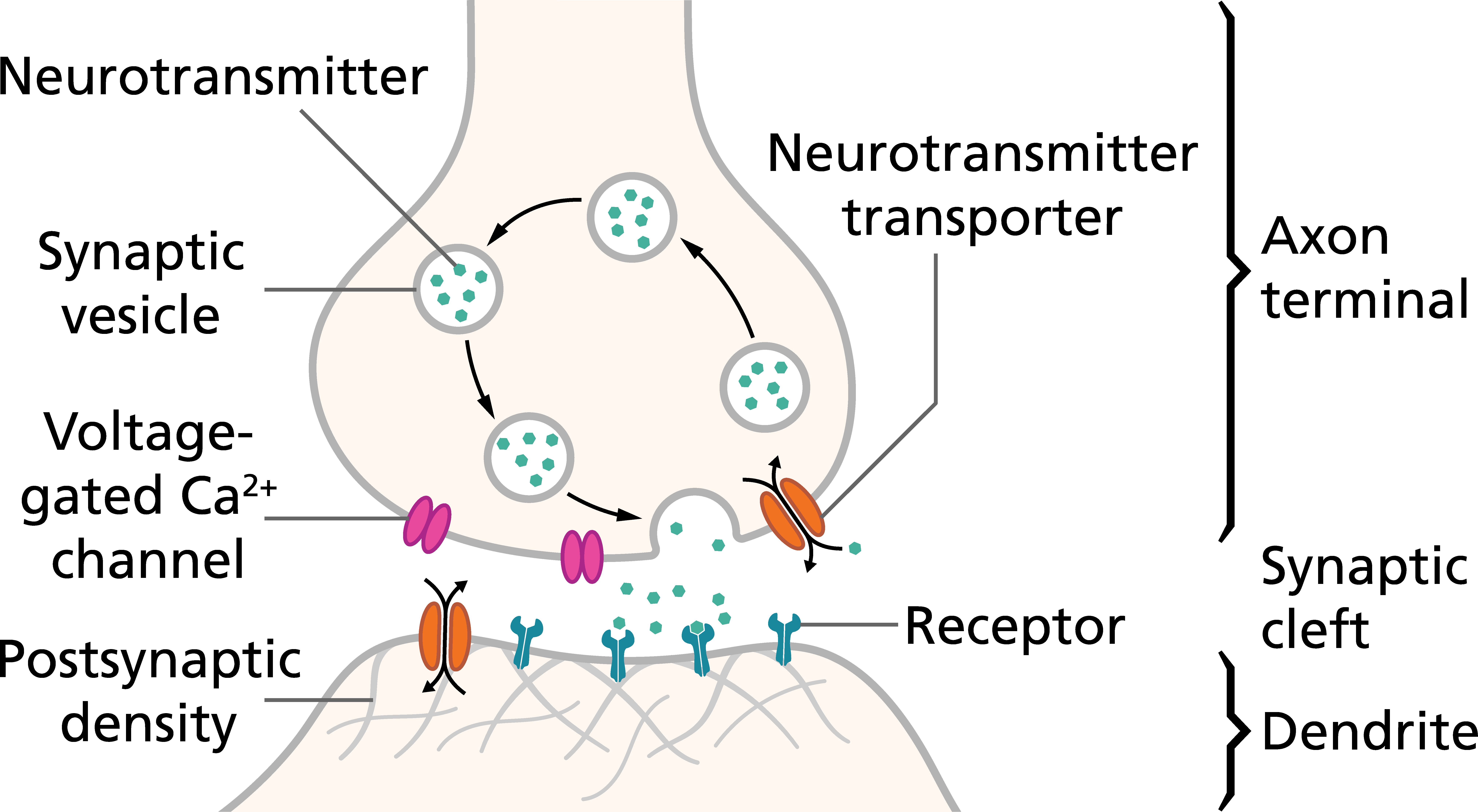 nervous system structures dendrite axon synapse diagram