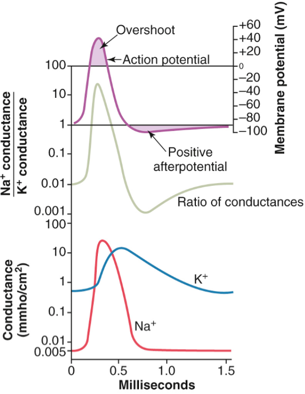 Pitt Medical Neuroscience Action Potentials