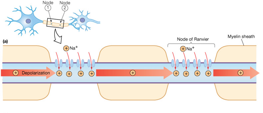 Pitt Medical Neuroscience Action Potentials